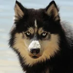 husky, dog, pet, malamute, canine, animal, fur, snout, mammal, dog portrait, animal world, dog breed, nature, dog, dog, dog, dog, dog