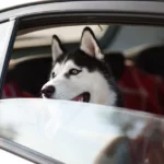 machine, dog, pet, window, trip, animal, husky