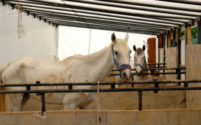Horse Stall Mat Alternatives for Garage Gyms