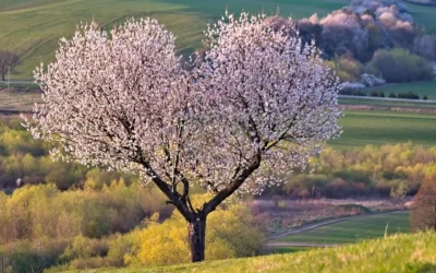 How Much Weight a Plate Tree Can Hold Safely in 2026?